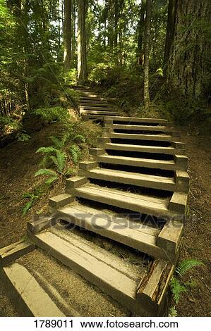 Stock Image - Stairs in forest. Fotosearch