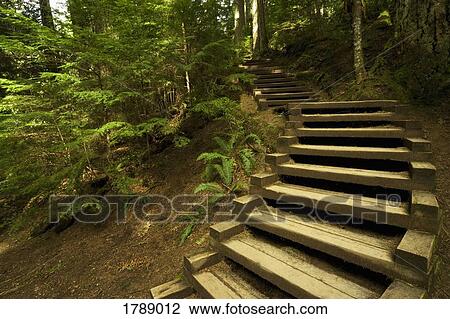 Stairway in rain forest View Large Photo Image Stock Image - Stairway in rain forest. Fotosearch