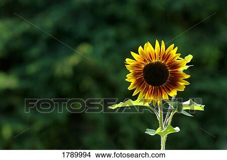 Picture - Sunflower. Fotosearch