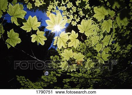 Sunlight through Maple leaves View Large Photo Image Stock Image - Sunlight through Maple leaves. Fotosearch