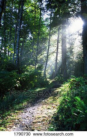 Sunlight through trees, Ecola State Park View Large Photo Image Stock Image - Sunlight through trees, Ecola State Park. Fotosearch