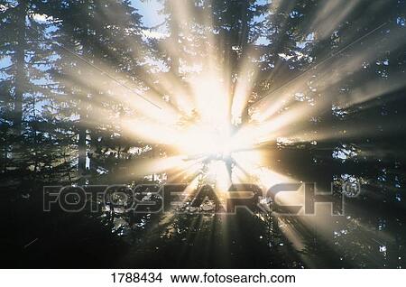 Sunrays through a forest View Large Photo Image Picture - Sunrays through a forest. Fotosearch
