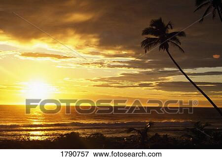 Sunrise with palm trees View Large Photo Image Stock Photo - Sunrise with palm trees. Fotosearch