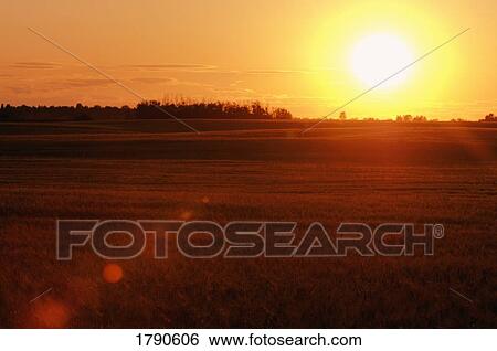 Stock Photograph - Sunset over the wheat fields. Fotosearch