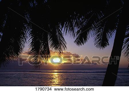 Sunset under silhouetted palm tree View Large Photo Image Picture - Sunset under silhouetted palm tree. Fotosearch