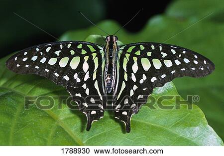 Tailed Jay Butterfly View Large Photo Image Stock Image - Tailed Jay Butterfly. Fotosearch