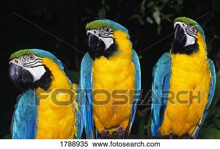 Stock Photography - Three parrots. Fotosearch
