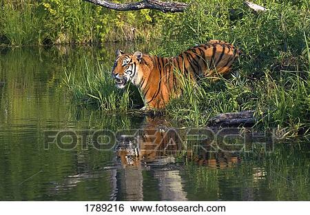 Tiger at a river bank View Large Photo Image Stock Photograph - Tiger at a river bank. Fotosearch