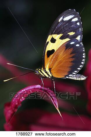 Tiger Longwing Butterfly View Large Photo Image Stock Photo - Tiger Longwing Butterfly. Fotosearch
