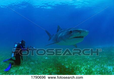 Tiger shark and scuba diver View Large Photo Image Stock Photograph - Tiger shark and scuba diver. Fotosearch