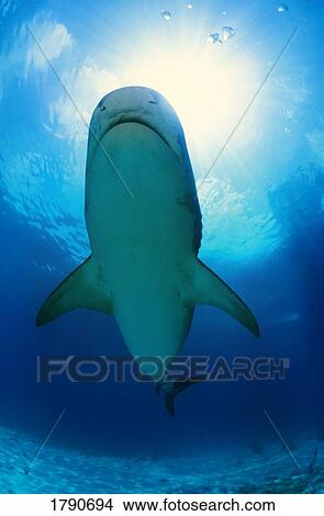 Tiger shark View Large Photo Image Picture - Tiger shark. Fotosearch