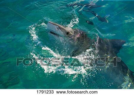Tiger shark View Large Photo Image Stock Image - Tiger shark. Fotosearch