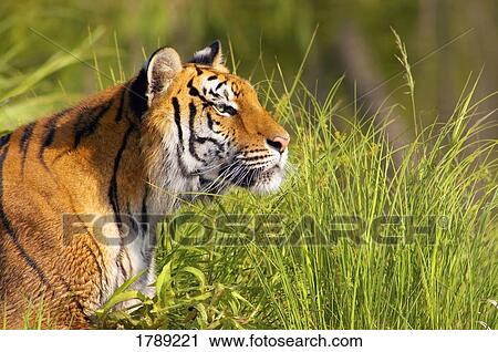 Tigress View Large Photo Image Stock Image - Tigress. Fotosearch