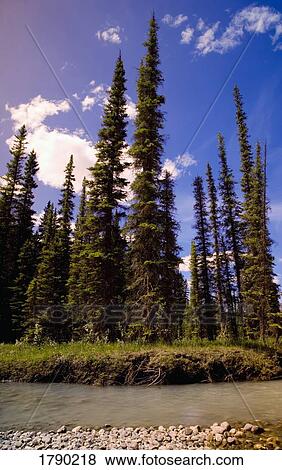 Towering trees View Large Photo Image Stock Photo - Towering trees . Fotosearch
