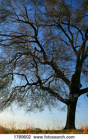 Stock Image - Tree and sky. Fotosearch