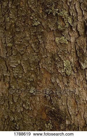 Stock Photo - Tree bark texture. Fotosearch