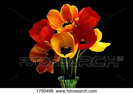 Stock Photo - Tulips in vase. Fotosearch