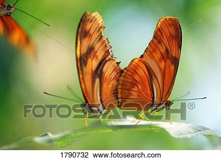 Stock Image - Two butterflies on a leaf. Fotosearch