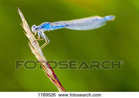 Unique dragonfly resting on plant stalk View Large Photo Image Stock Photograph - Unique dragonfly resting on plant stalk. Fotosearch