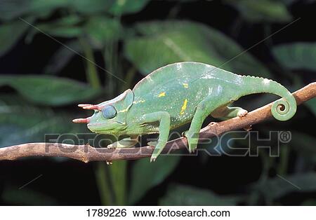Stock Photograph - Usumbara three-horned chameleon. Fotosearch