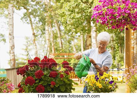Watering flowers View Large Photo Image Stock Photo - Watering flowers. Fotosearch