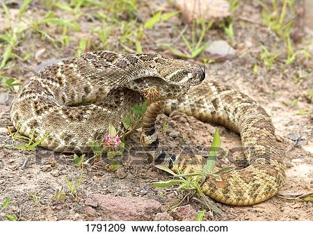 Stock Photo - Western diamondback rattlesnake. Fotosearch