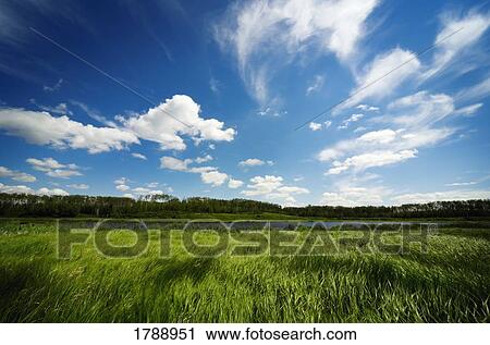 Wetlands View Large Photo Image Stock Image - Wetlands. Fotosearch