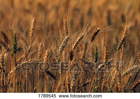 Stock Photography - Wheat field. Fotosearch