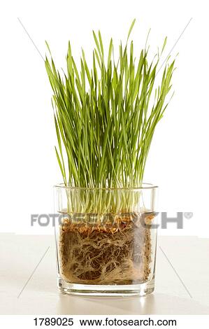 Stock Photography - Wheatgrass in glass vase. Fotosearch