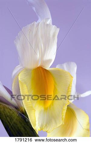 Stock Photograph - White iris flower. Fotosearch