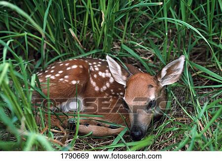 Stock Photo - Whitetail fawn curled up in grass. Fotosearch