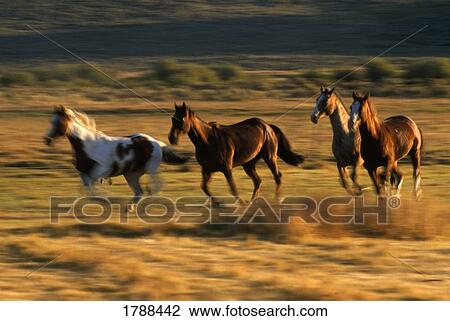 Wild horses running together View Large Photo Image Stock Image - Wild horses running together. Fotosearch