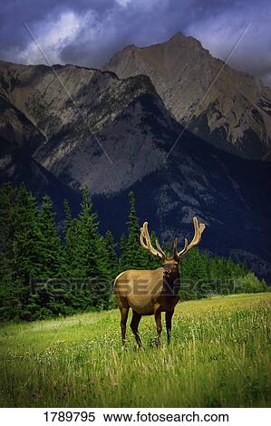 Wildlife in the mountains View Large Photo Image Stock Photography - Wildlife in the mountains. Fotosearch