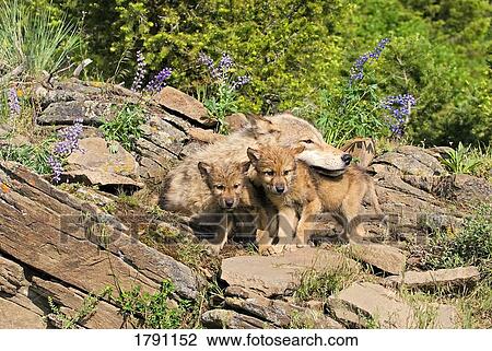 Wolf cubs and mother at den site View Large Photo Image Stock Image - Wolf cubs and mother at den site. Fotosearch