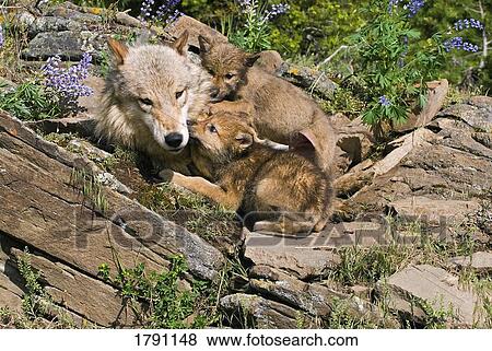Stock Photo - Wolf cubs and mother at den site. Fotosearch