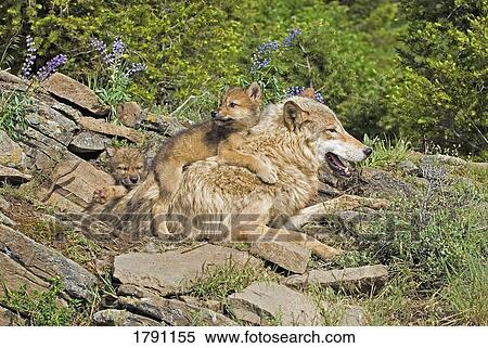 Wolf cubs and mother at den site View Large Photo Image Stock Photography - Wolf cubs and mother at den site. Fotosearch
