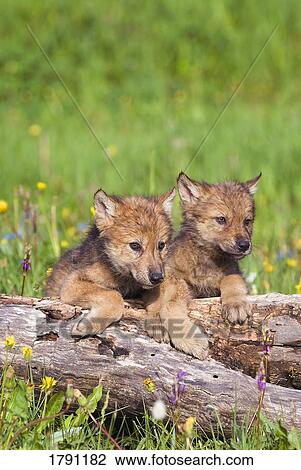 Wolf cubs on log View Large Photo Image Stock Image - Wolf cubs on log. Fotosearch