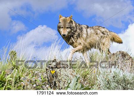 Wolf on ridge View Large Photo Image Picture - Wolf on ridge. Fotosearch