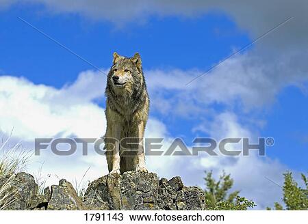 Wolf on ridge View Large Photo Image Stock Image - Wolf on ridge. Fotosearch