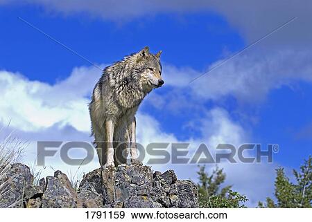 Wolf on ridge View Large Photo Image Stock Photo - Wolf on ridge. Fotosearch