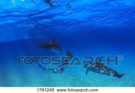 Stock Photo - Woman snorkeling with Atlantic Spotted Dolphins. Fotosearch