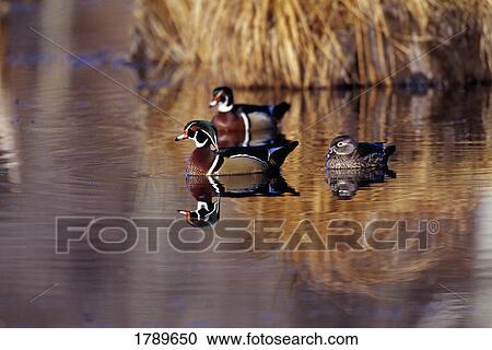 Wood Ducks View Large Photo Image Stock Image - Wood Ducks. Fotosearch