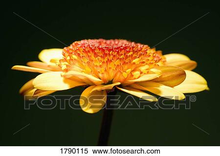 Stock Photography - Yellow flower. Fotosearch