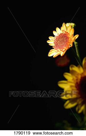 Stock Photo - Yellow flowers. Fotosearch