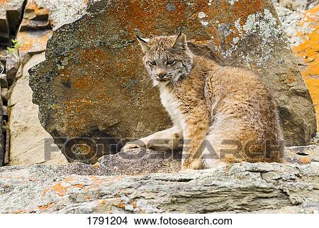 Picture - Young Canadian lynx on rock ledge. Fotosearch