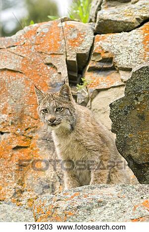 Stock Image - Young Canadian lynx on rock ledge. Fotosearch