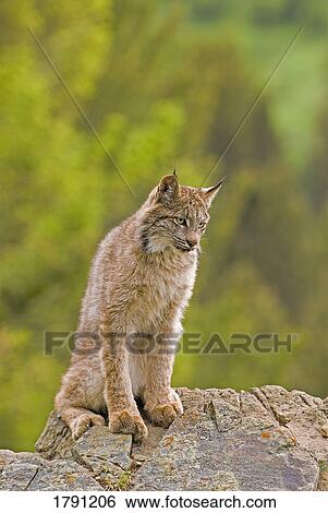 Young Canadian lynx View Large Photo Image Stock Photograph - Young Canadian lynx. Fotosearch