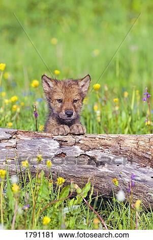 Young wolf cub peering over log View Large Photo Image Stock Image - Young wolf cub peering over log. Fotosearch