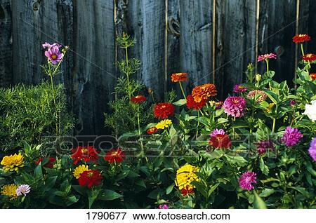 Stock Photo - Zinnia flowers in bloom. Fotosearch