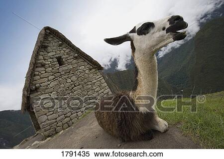A llama at the ancient Inca ruins of Machu Picchu, Peru View Large Photo Image Stock Photography - A llama at the ancient Inca ruins of Machu Picchu, Peru. Fotosearch
